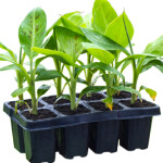JAIN BANANA SAPLINGS