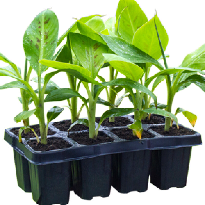 JAIN BANANA SAPLINGS