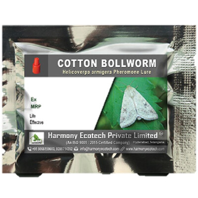 Helicoverpa armigera - Cotton bollworm – LURE