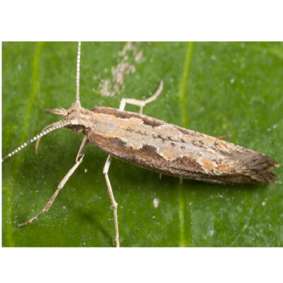 Plutella xylostella-Diamond Back moth – LURE