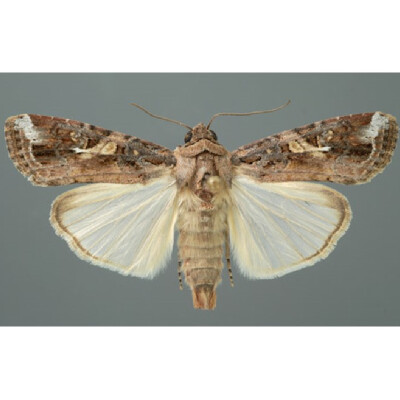 Spodoptera fugiperda-Fall Armyworm- LURE