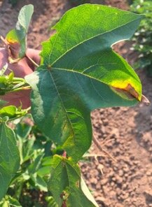 Description: Fusarium wilt of cotton more aggressive and diverse than previously  understood
