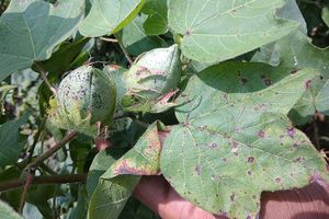 Description: Anthracnose of Cotton | Pests & Diseases