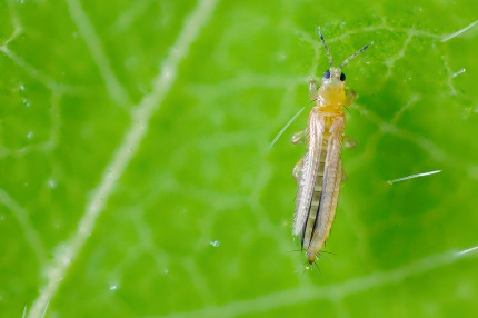 Description: Take Action Against Thrips in Cotton | WinField United - WinField® United