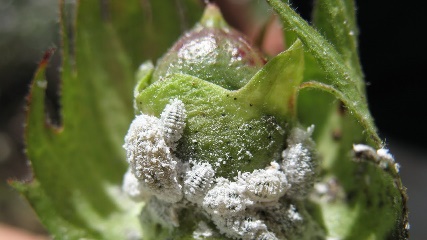 Description: Solenopsis mealybug in cotton - YouTube