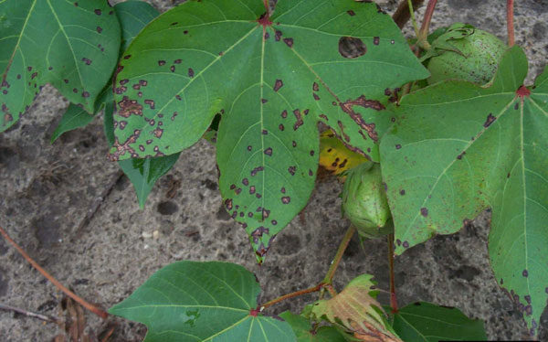 Description: Bacterial Blight of Cotton | NC State Extension Publications
