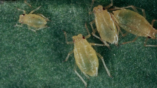 Description: Cotton aphid | Pest Control | Bayer Crop Science