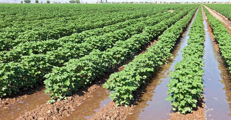 Description: Cotton field. Water on irrigated cotton field , #AD, #field, #Cotton,  #Water, #cotton, #irrigated #ad | Cotton fields, Stock photography free,  Irrigation