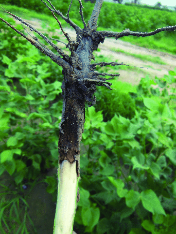 Description: Cotton root rot disease. | Download Scientific Diagram