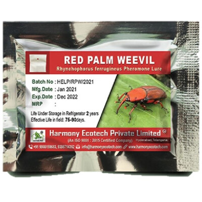 Rhynchophorus ferrugenious- red palm weevil – LURES