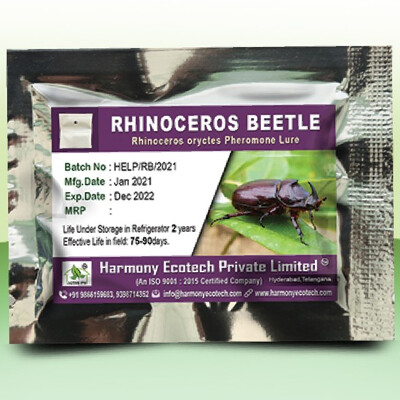 Rhinoceros oryctes-Rhino beetle - LURES